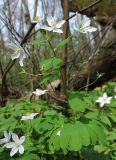 Isopyrum thalictroides