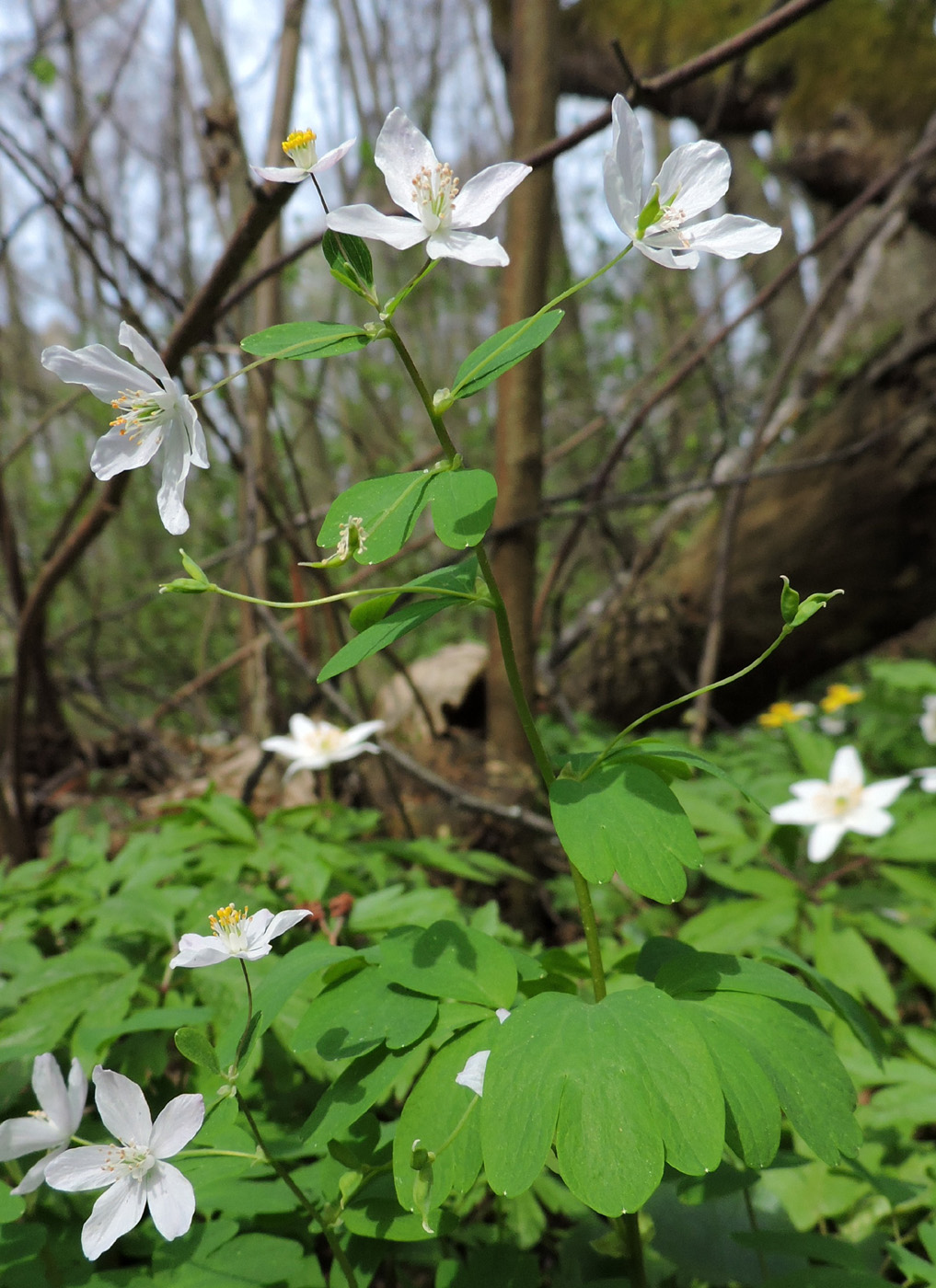 Изображение особи Isopyrum thalictroides.