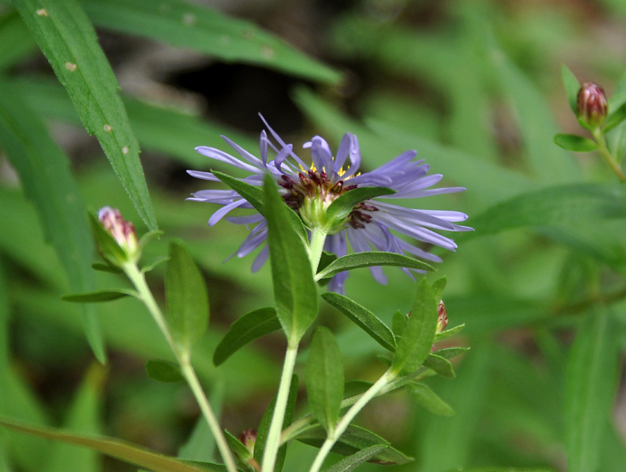 Image of Aster maackii specimen.