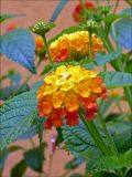 Lantana camara