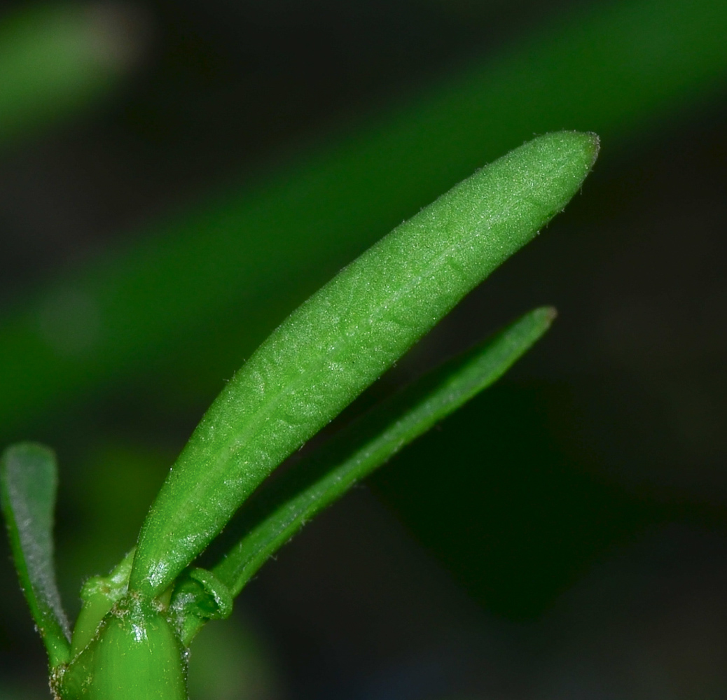 Изображение особи Euphorbia tirucalli.