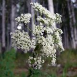 Kadenia dubia. Соцветие. Свердловская обл., г. Екатеринбург, окр. пос. Шабровский, берёзовый лес. 15.08.2015.