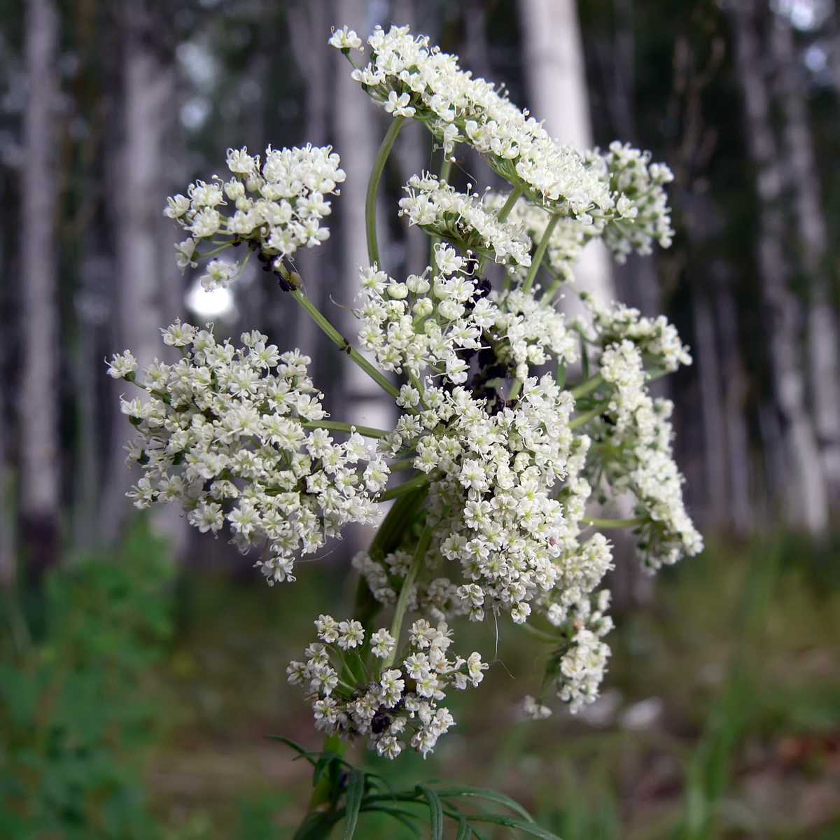 Image of Kadenia dubia specimen.