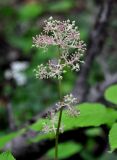 Aralia continentalis. Соплодие. Приморье, Хасанский р-н, п-ов Гамова, окр. мыса Гамова, широколиственный лес. 28.08.2015.