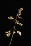 Hierochloe glabra