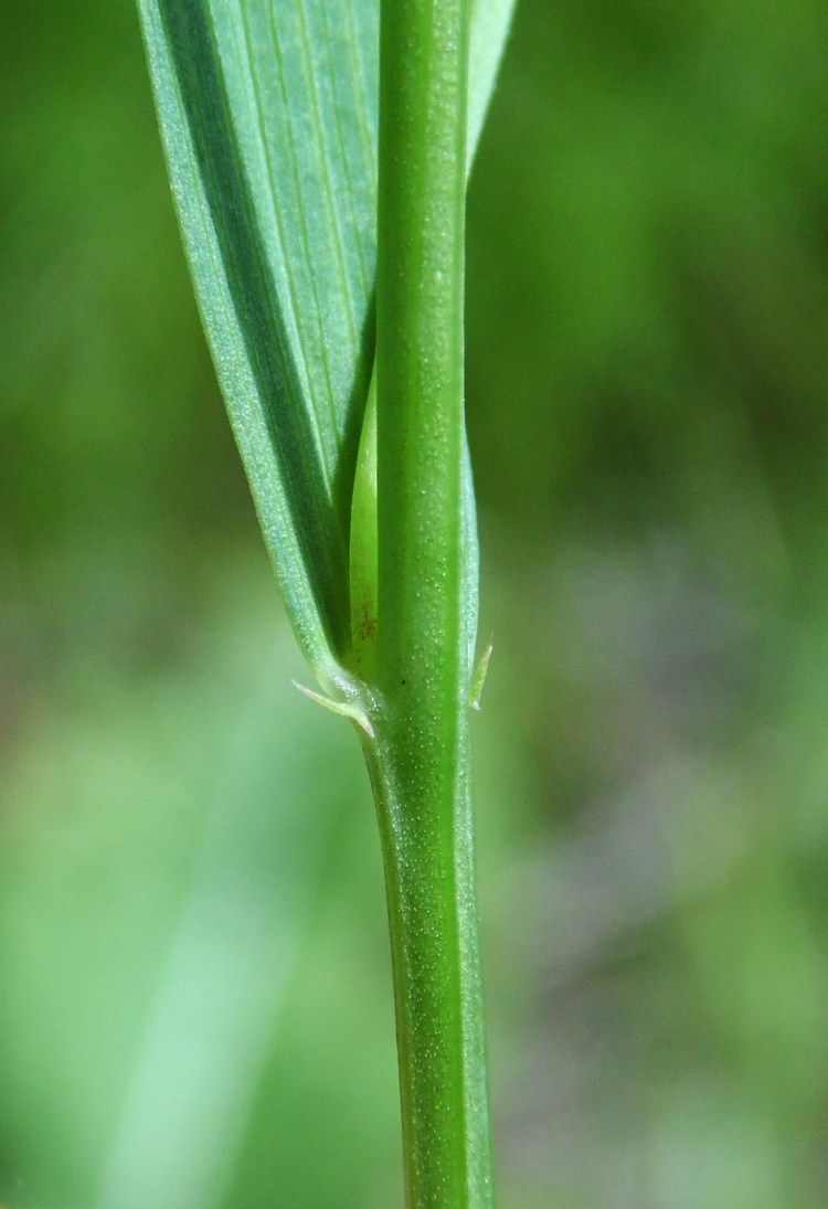 Изображение особи Lathyrus nissolia.