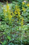 Solidago virgaurea. Цветущие растения. Санкт-Петербург, Пискарёвский парк. 31.07.2009.