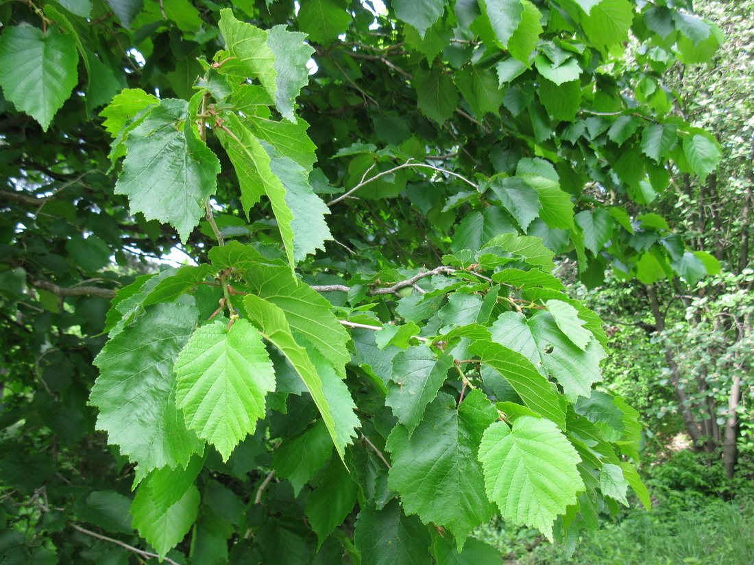 Изображение особи Corylus colurna.