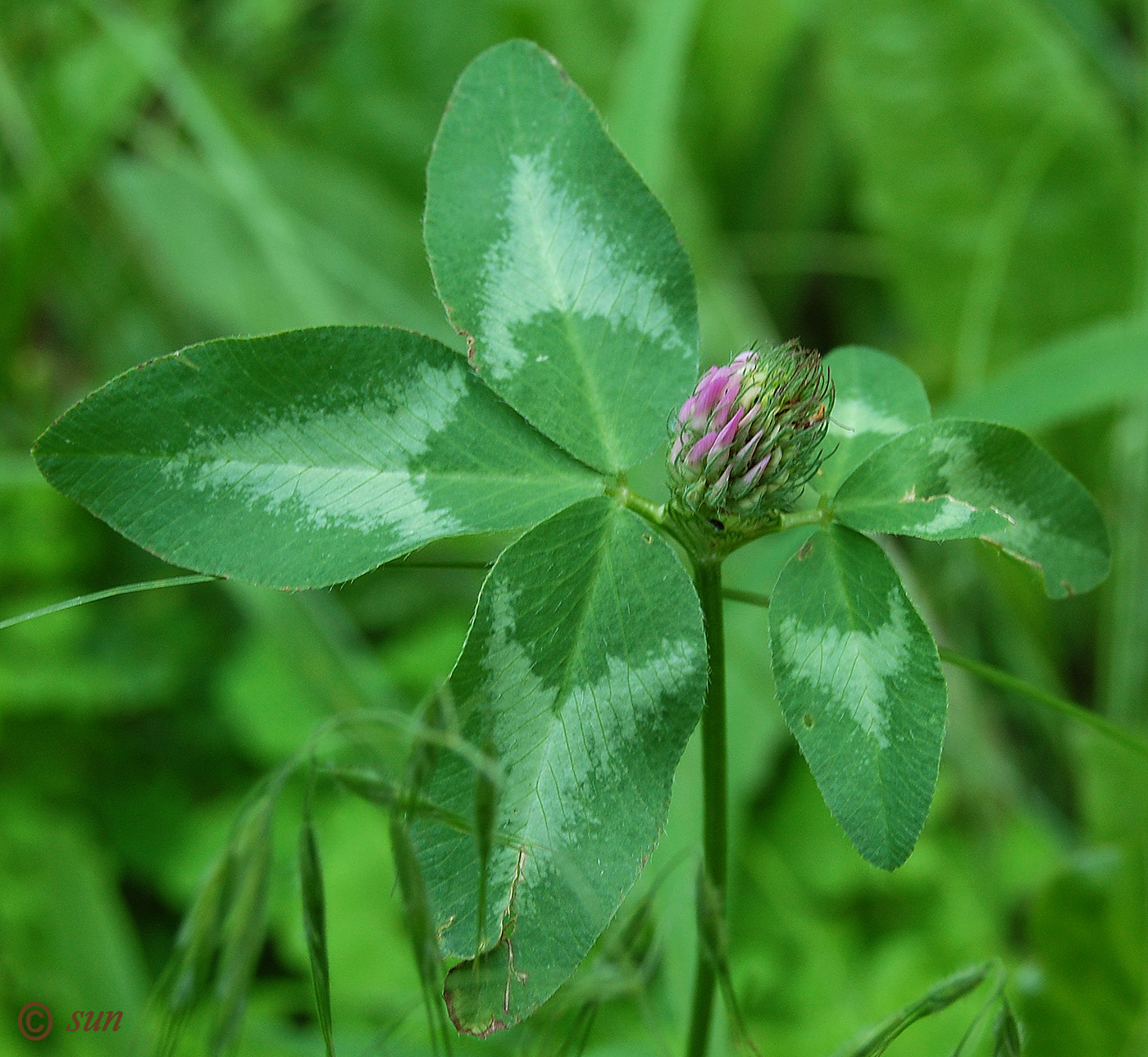 Изображение особи Trifolium pratense.