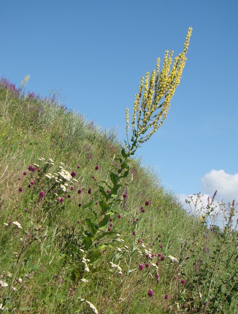 Image of Verbascum lychnitis specimen.