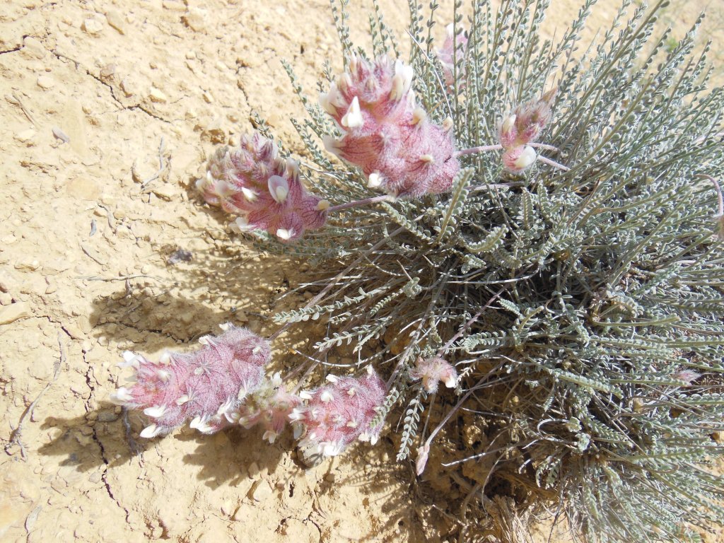 Изображение особи Astragalus szovitsii.