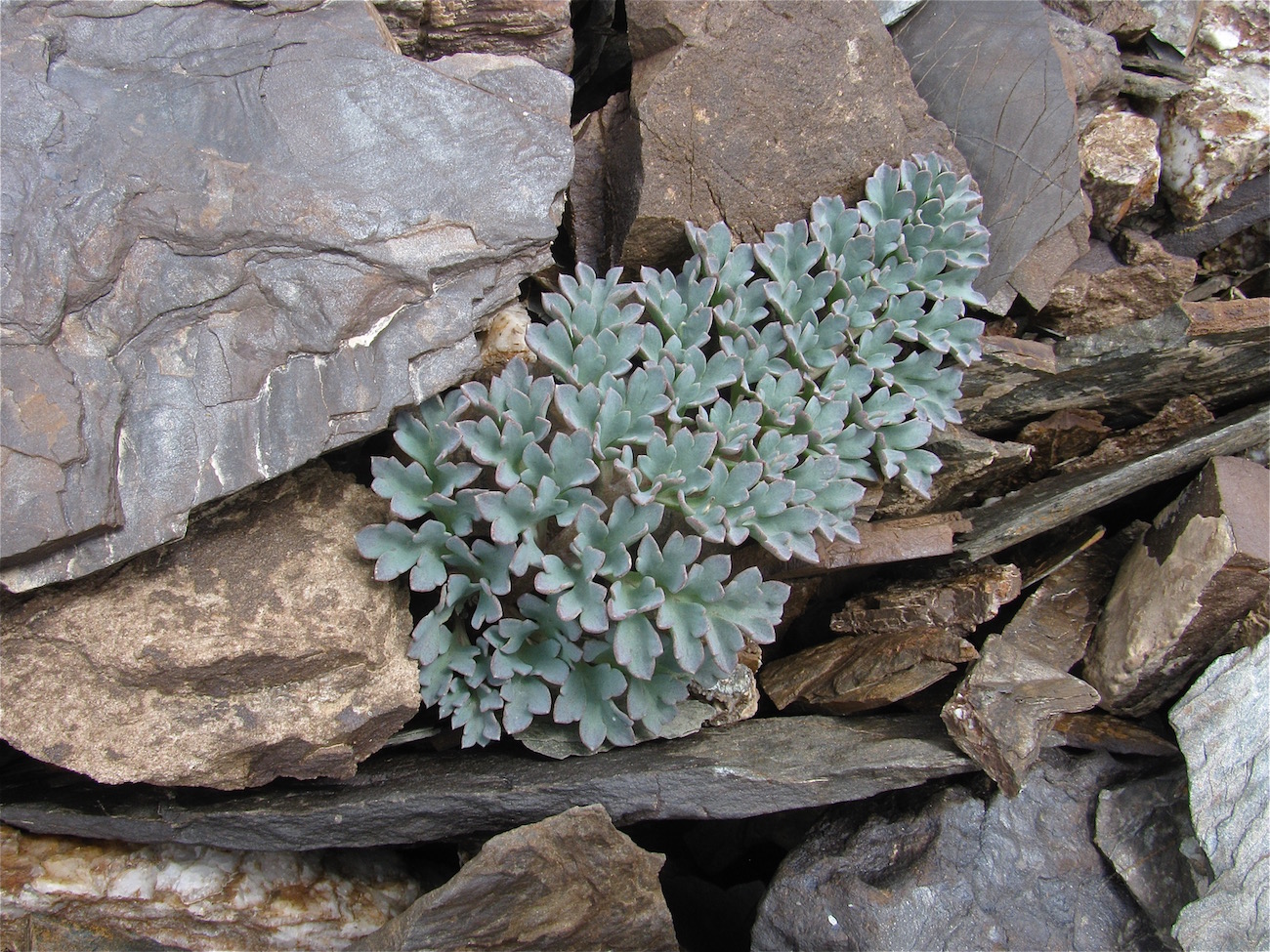 Изображение особи Cysticorydalis fedtschenkoana.