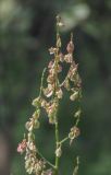 Rumex acetosa