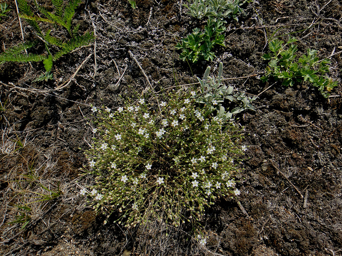 Image of Minuartia verna specimen.