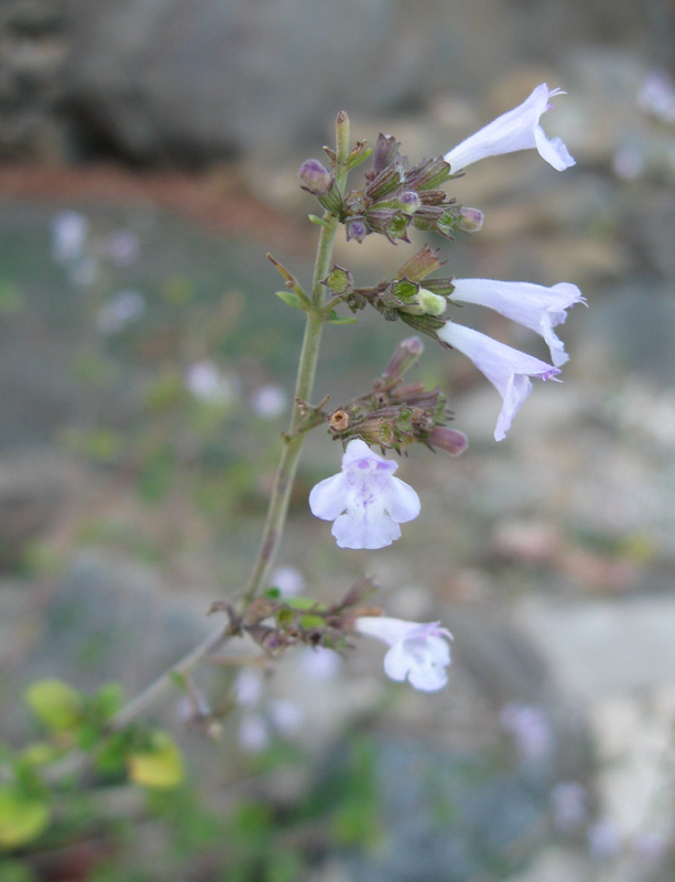 Image of Clinopodium spruneri specimen.