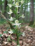 Platanthera chlorantha. Часть соцветия. Калининградская обл., г. Светлогорск, Светлогорский лес, смешанный лес. 20.06.2016.