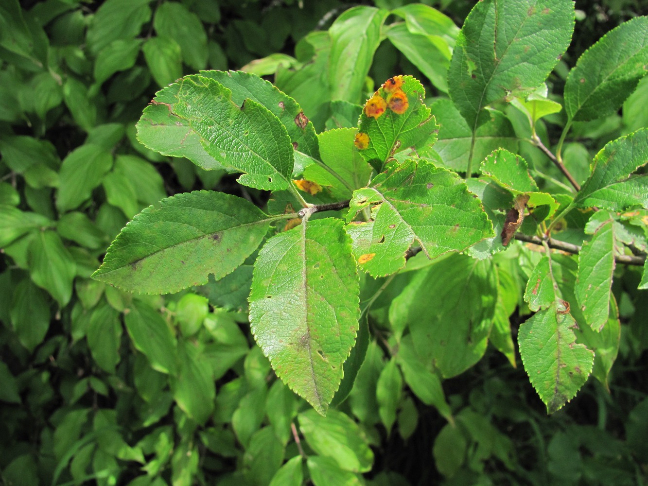 Изображение особи Malus orientalis.