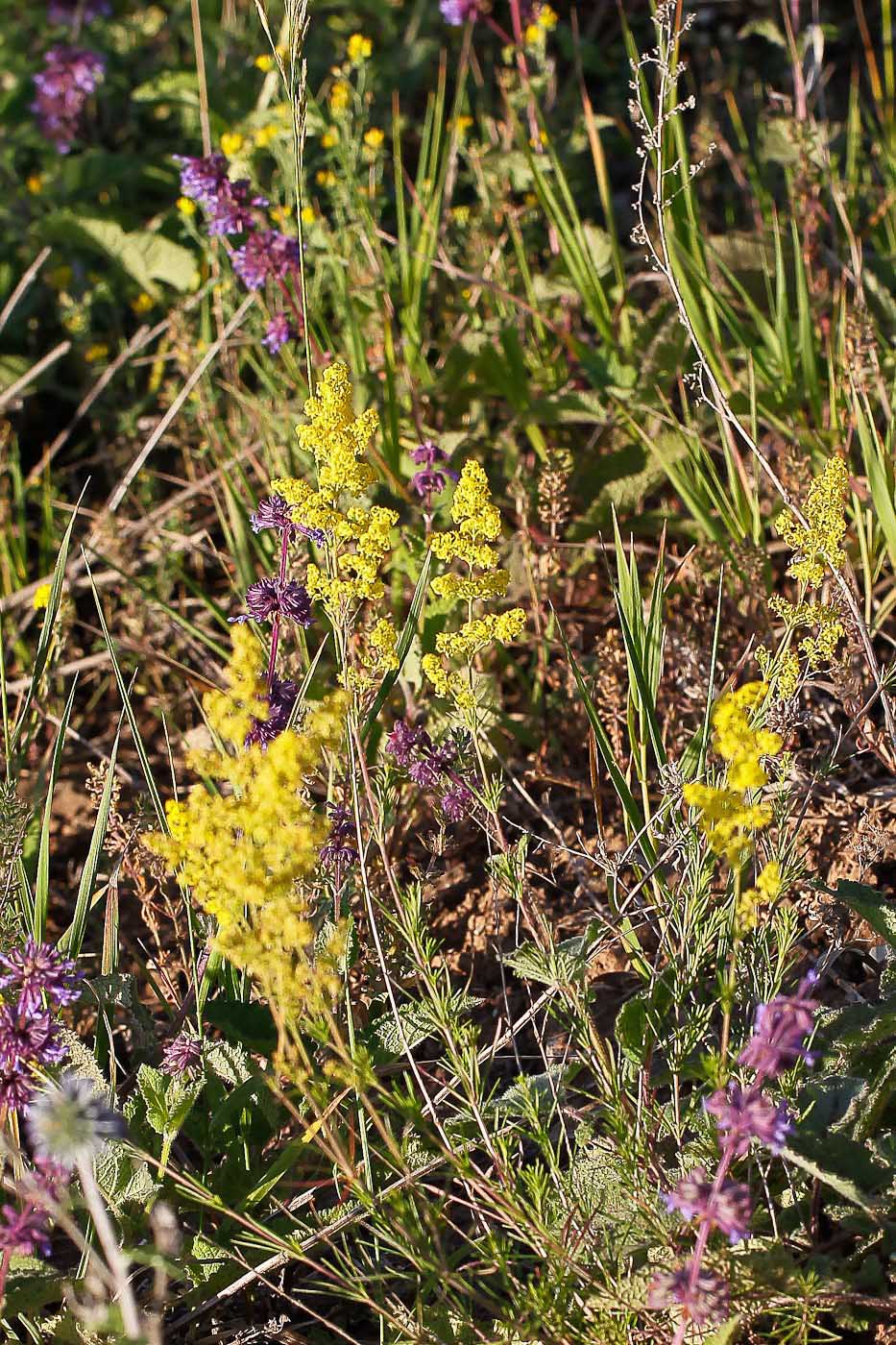 Image of Galium verum specimen.
