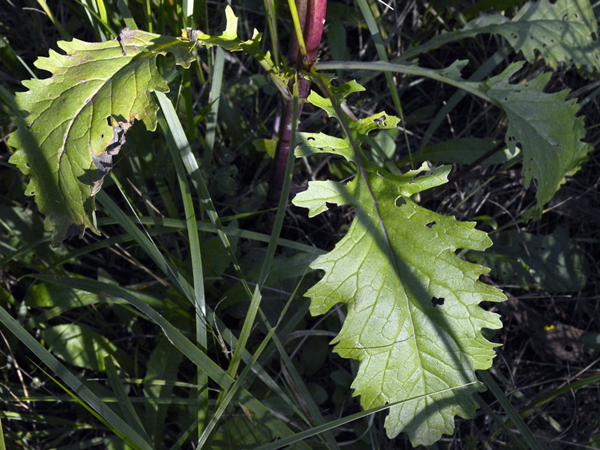 Image of Senecio jacobaea specimen.
