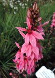 Lobelia &times; speciosa