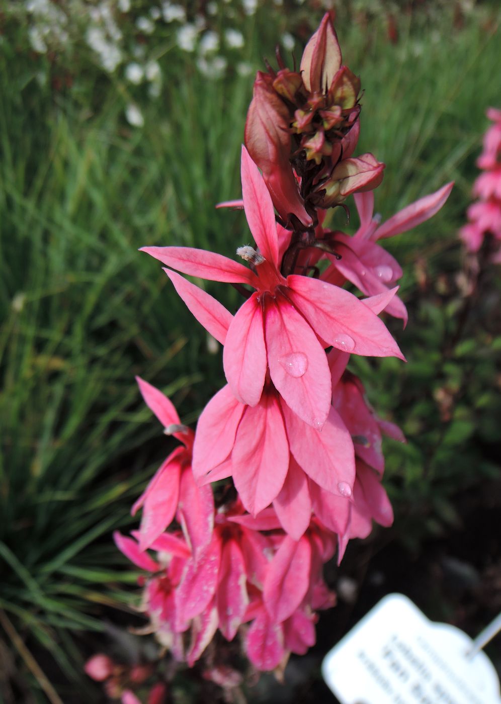 Image of Lobelia × speciosa specimen.