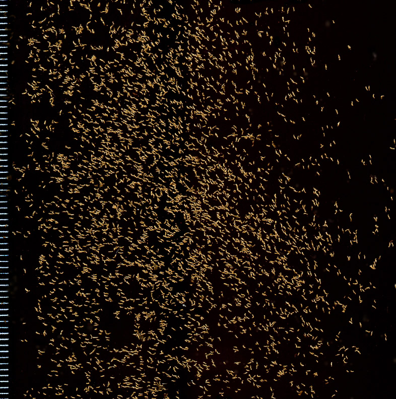 Image of Neottia nidus-avis specimen.