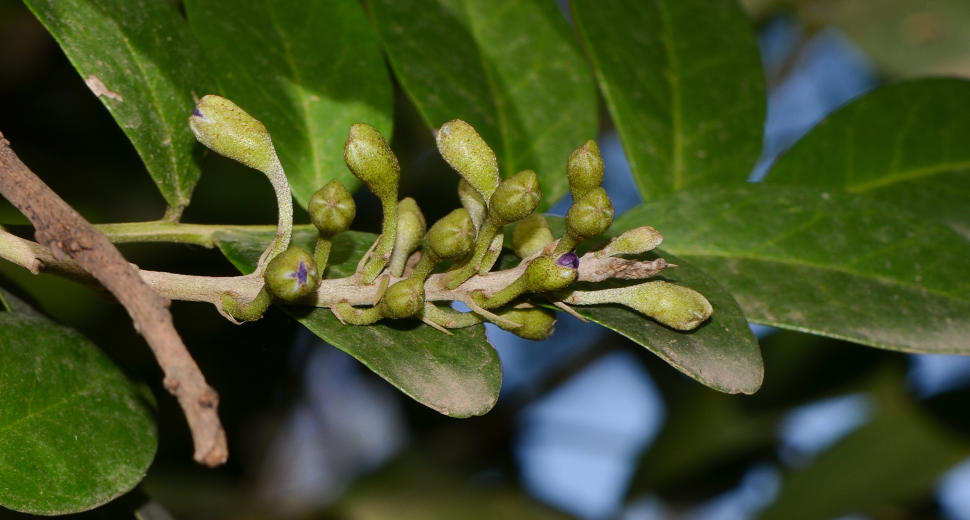 Изображение особи Sophora secundiflora.