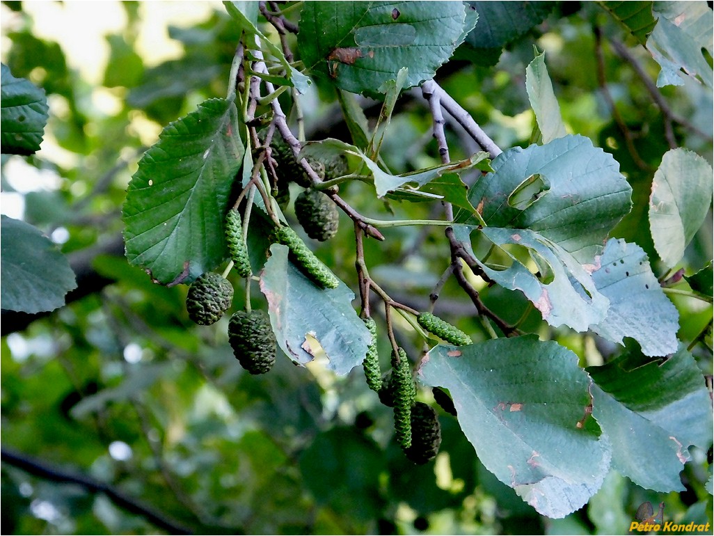 Image of Alnus glutinosa specimen.