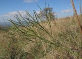 Peucedanum tauricum. Лист. Краснодарский край, Крымский р-н, окр. хут. Гапоновского, гора Сагачёва (523), ≈ 520 м н.у.м., разнотравно-злаковый луг с кустарниками и одиночными деревьями. 01.10.2016.