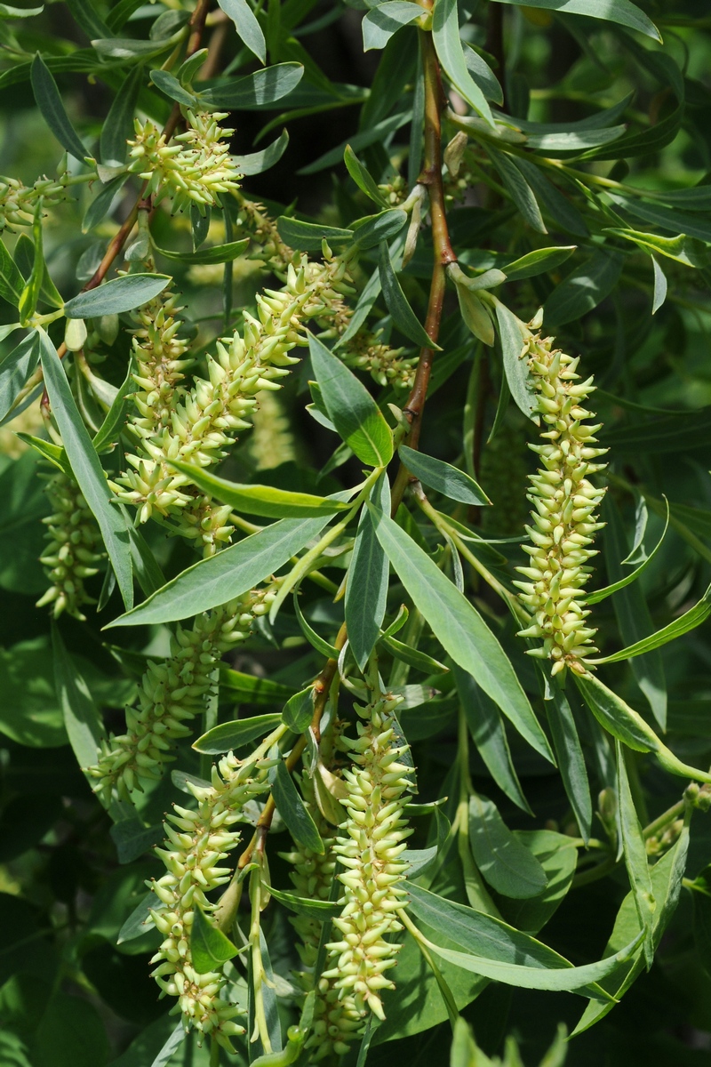 Изображение особи Salix niedzwieckii.