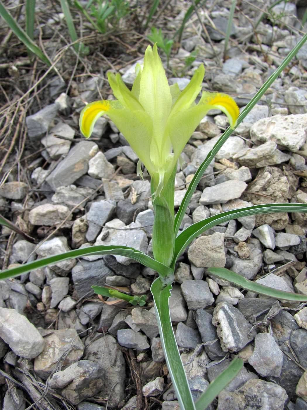 Image of Juno orchioides specimen.