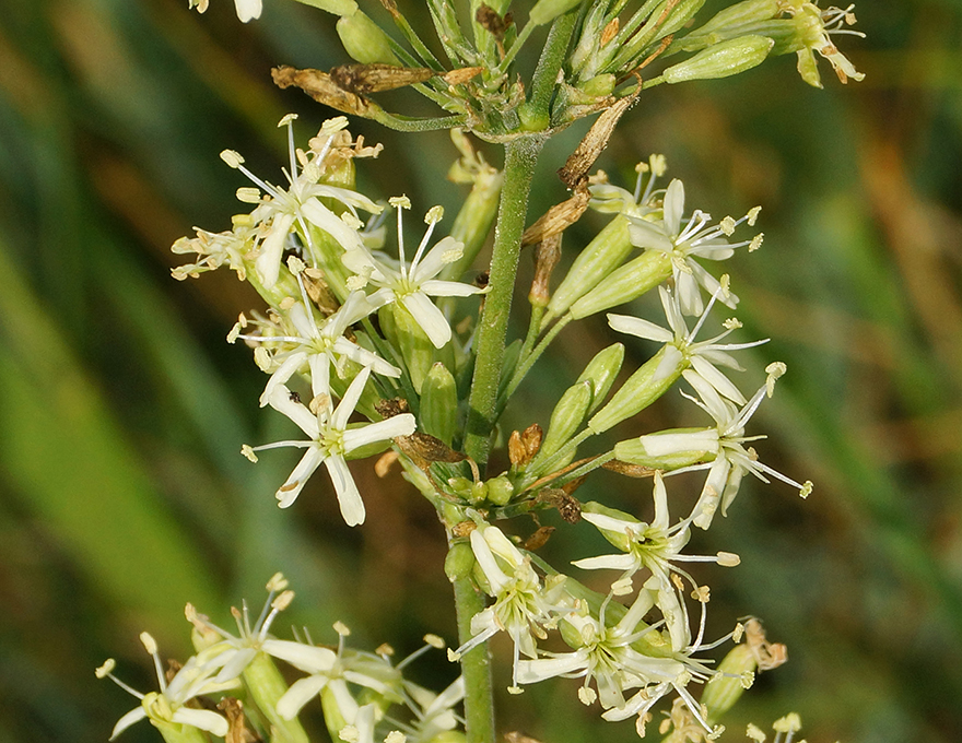 Image of Silene sibirica specimen.