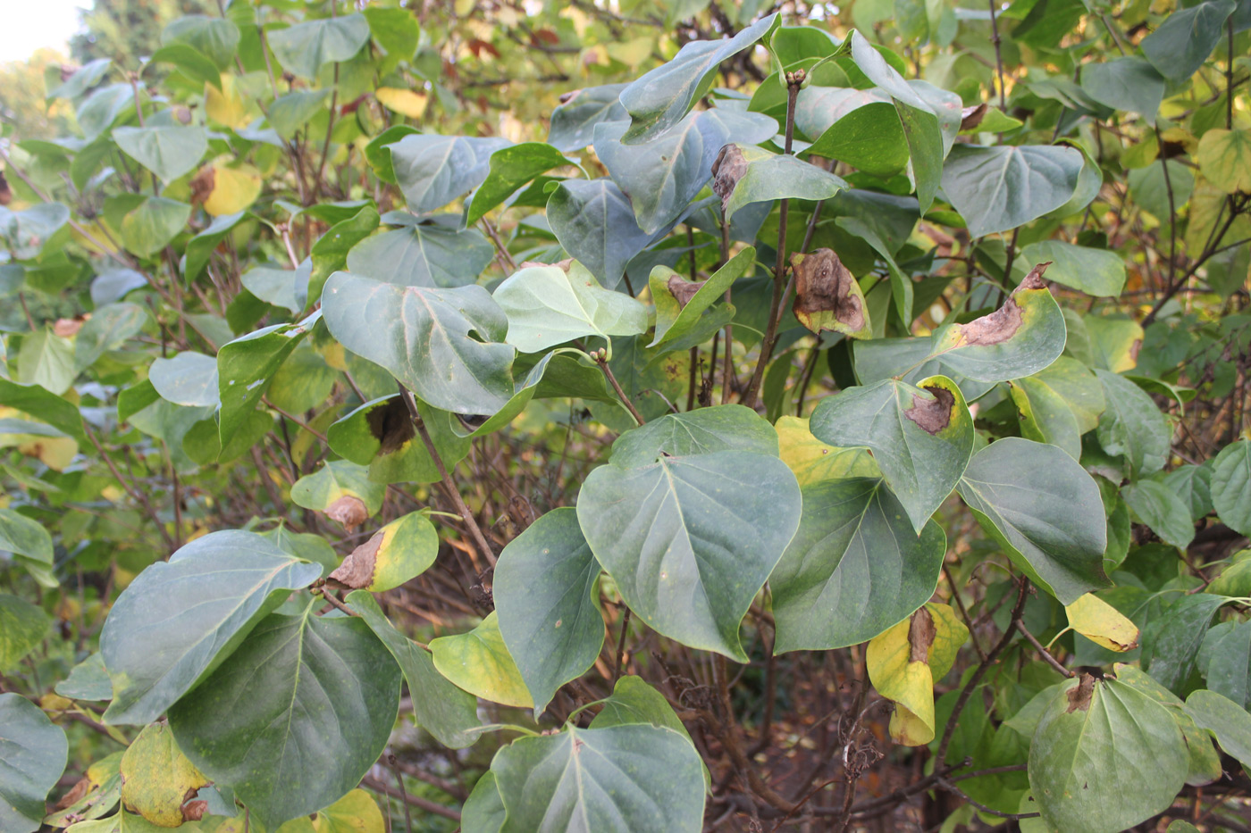 Image of Syringa oblata specimen.