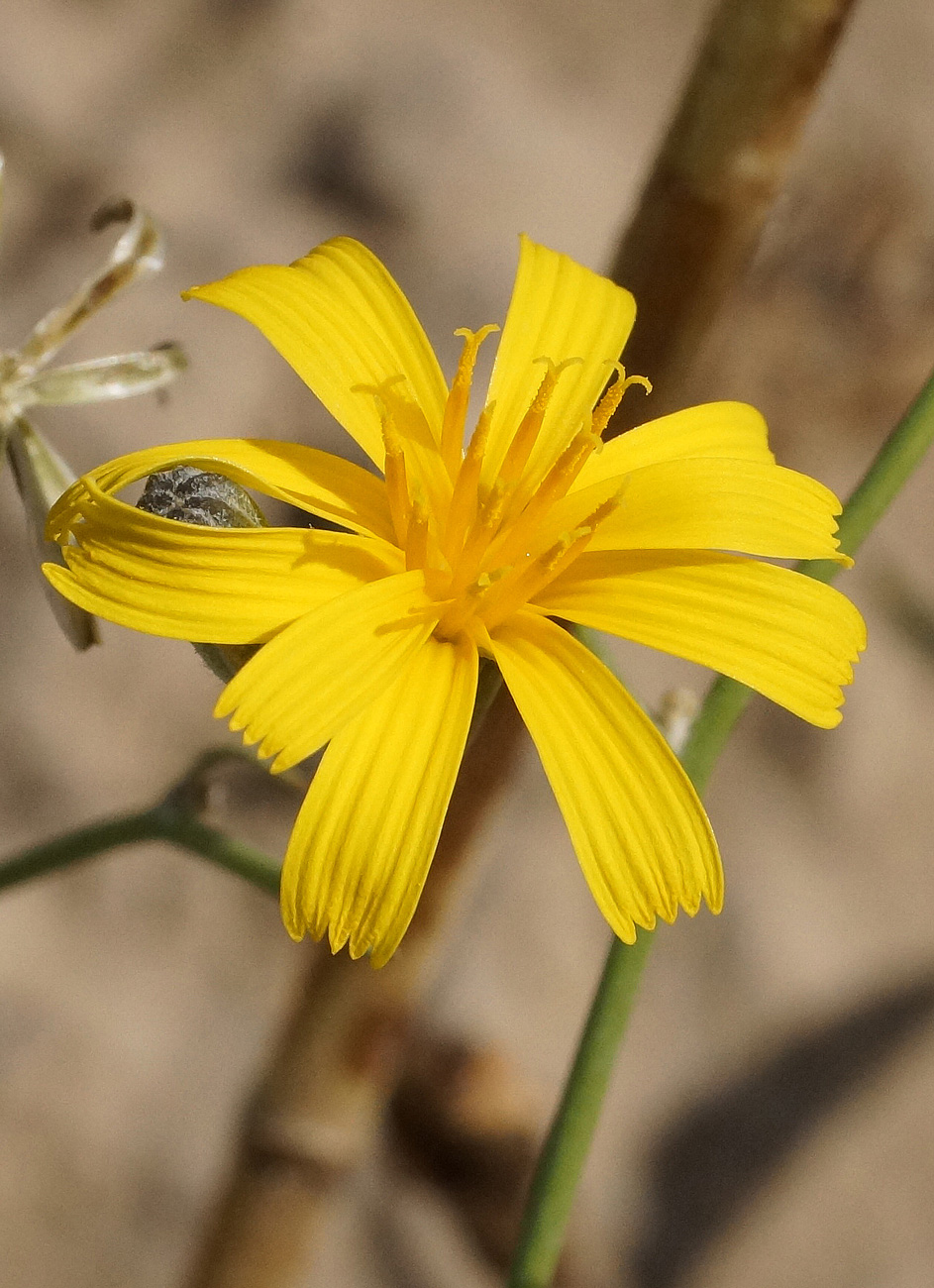 Image of genus Chondrilla specimen.
