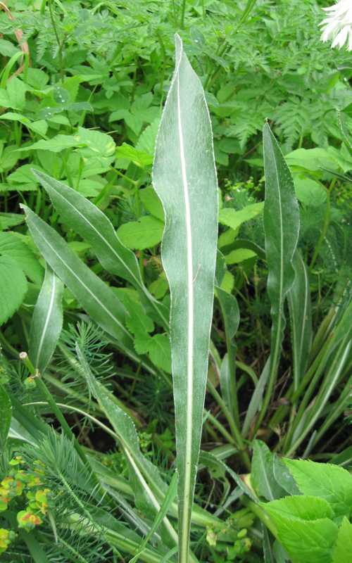 Изображение особи Centaurea triumfettii.