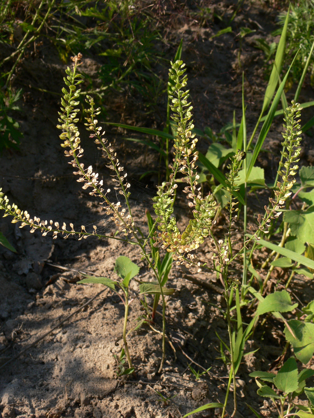 Image of Lepidium densiflorum specimen.