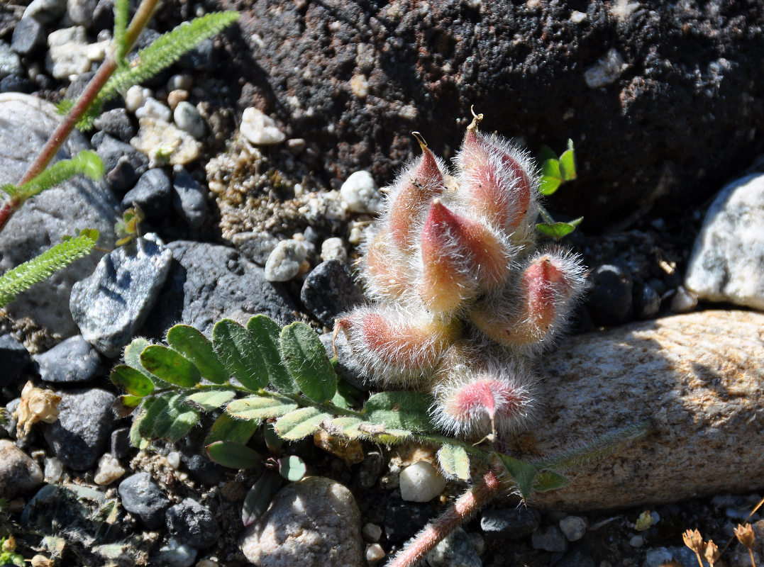 Image of Astragalus ciceroides specimen.