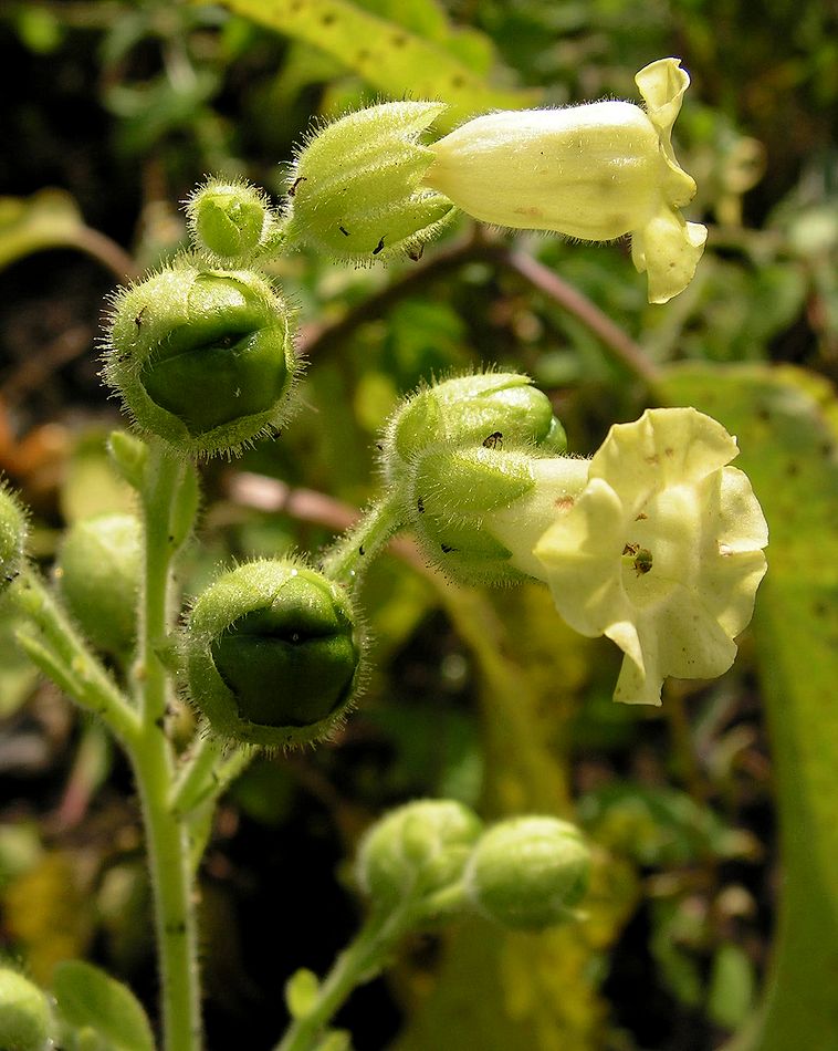 Image of Nicotiana rustica specimen.