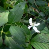 Clematis mandshurica