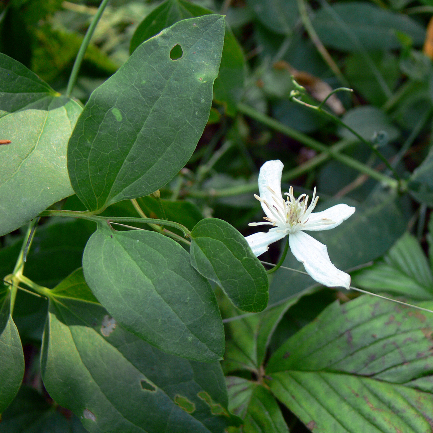 Изображение особи Clematis mandshurica.