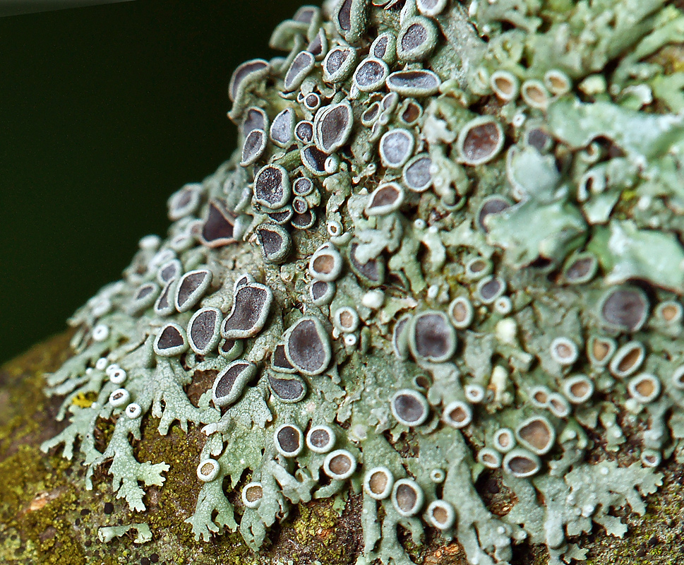 Image of genus Physcia specimen.