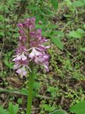 Orchis purpurea ssp. caucasica