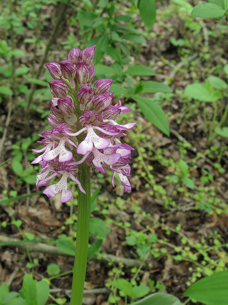 Изображение особи Orchis purpurea ssp. caucasica.