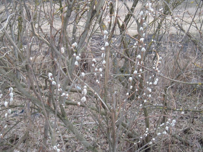 Изображение особи Salix cinerea.