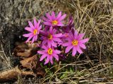 Primula cuneifolia. Цветущие растения. Магаданская обл., окр. Магадана, бухта Нагаева, Морпортовская сопка, среди камней. 24.05.2016.