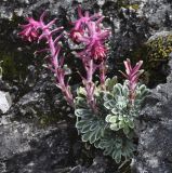 Saxifraga federici-augusti ssp. grisebachii