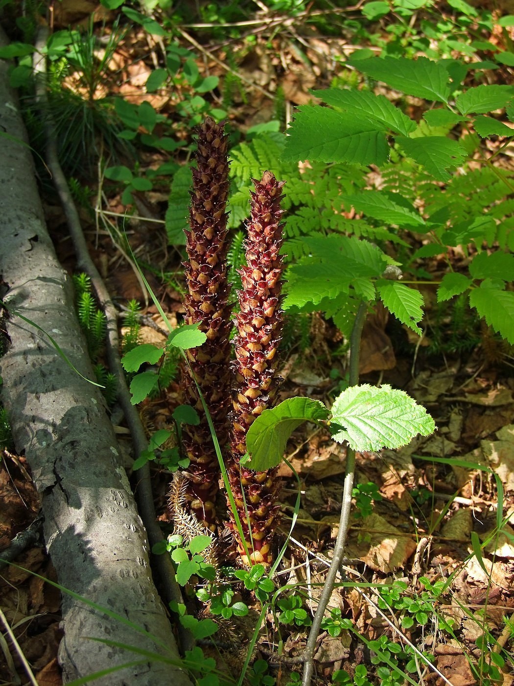 Image of Boschniakia rossica specimen.