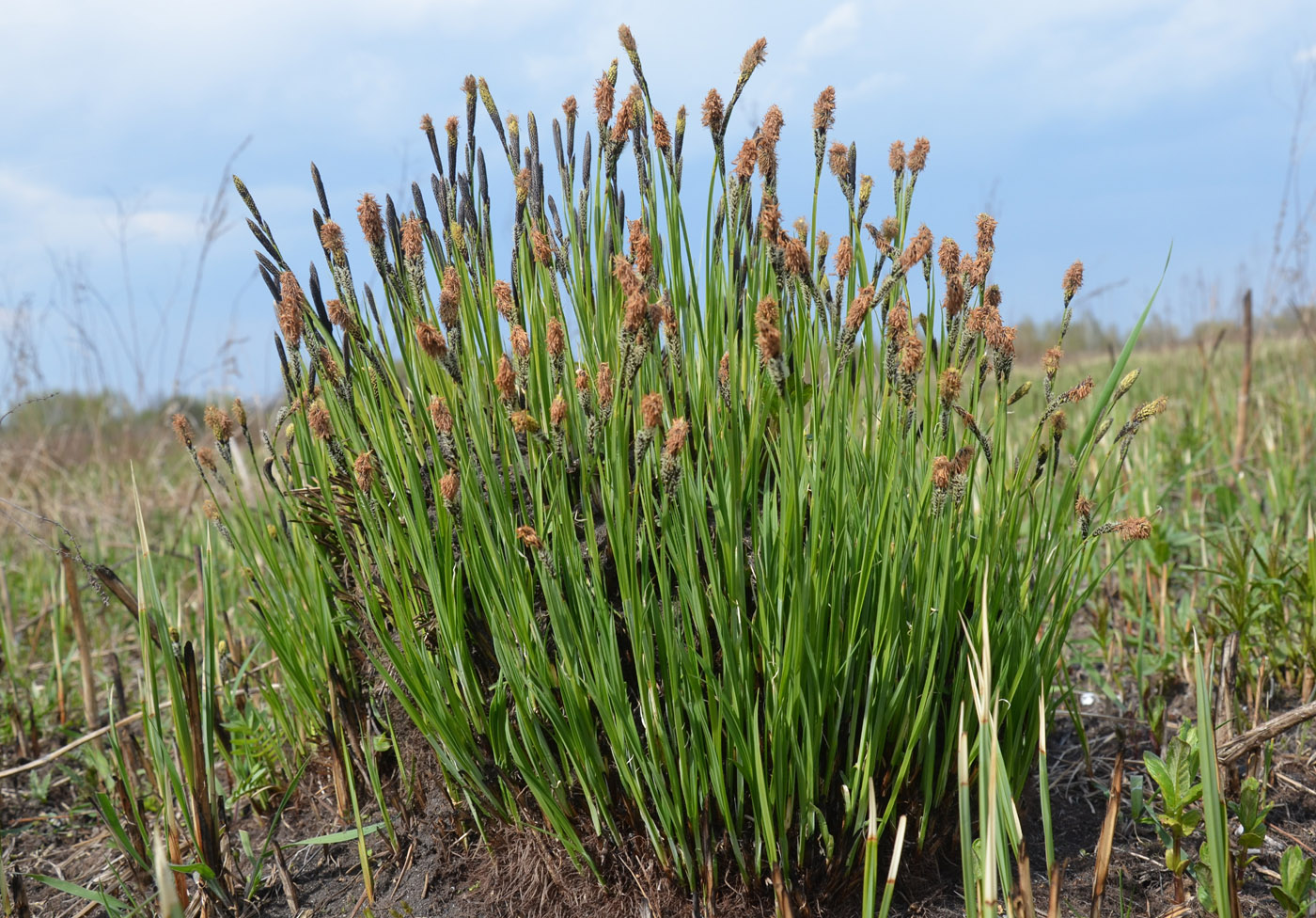 Изображение особи Carex cespitosa.