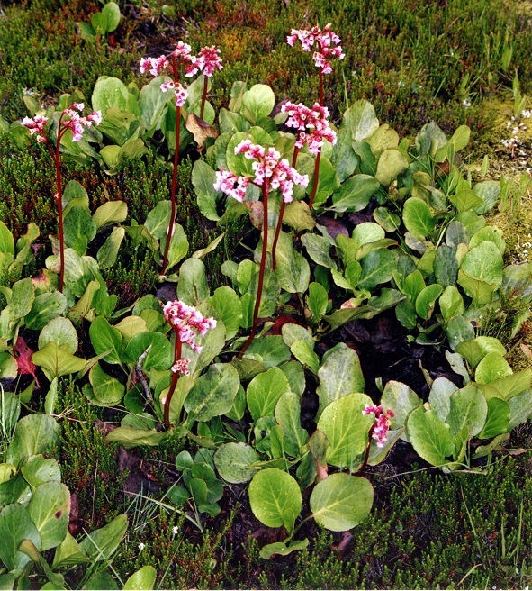 Image of Bergenia crassifolia specimen.