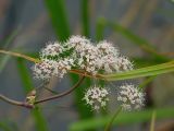 Cicuta virosa